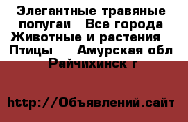 Элегантные травяные попугаи - Все города Животные и растения » Птицы   . Амурская обл.,Райчихинск г.